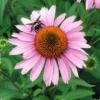 Zonnehoed (Echinacea Purpurea 'Magnus') D 11 H 80 Cm -Tuinplanten Winkel 8713469325769