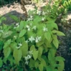 Elfenbloem (Epimedium Youngianum 'Niveum') D 11 H 10 Cm -Tuinplanten Winkel 8713469330404 2 1