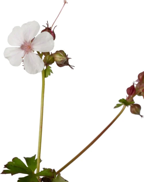 Ooievaarsbek (Geranium Cantabrigiense 'Cambridge') D 11 H 15 Cm -Tuinplanten Winkel 8713469360869 2
