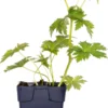 Ooievaarsbek (Geranium Sylvaticum 'Mayflower') D 11 H 10 Cm 2 Ooievaarsbek (Geranium Sylvaticum 'Mayflower') D 11 H 10 Cm -Tuinplanten Winkel 8713469378406