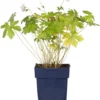 Ooievaarsbek (Geranium Versicolor) D 11 H 10 Cm -Tuinplanten Winkel 8713469379274 2 1
