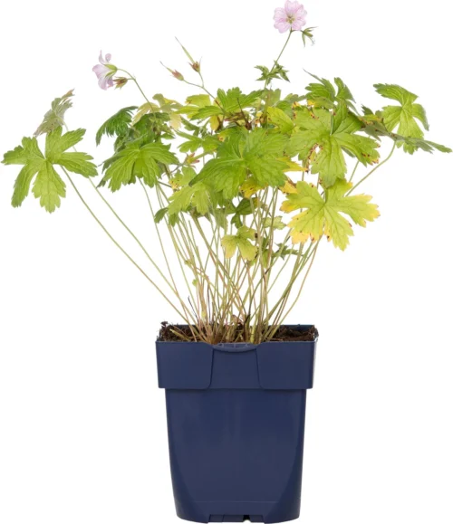 Ooievaarsbek (Geranium Versicolor) D 11 H 10 Cm