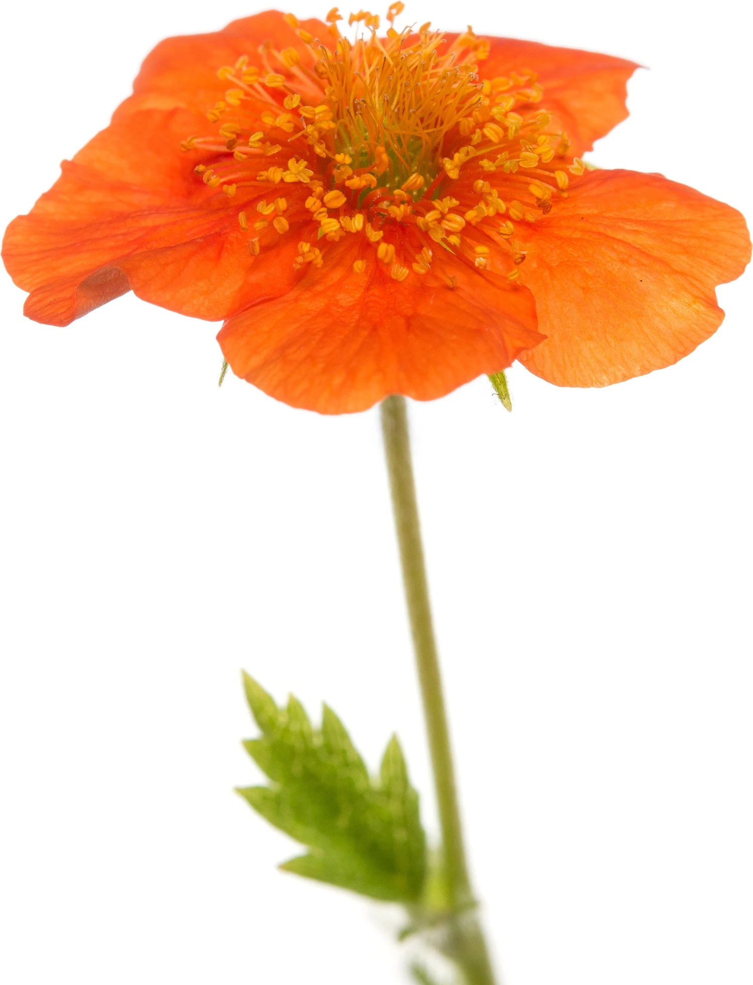 Nagelkruid (Geum Coccineum 'Borisii') D 11 H 10 Cm 4 Nagelkruid (Geum Coccineum 'Borisii') D 11 H 10 Cm - Afbeelding 2