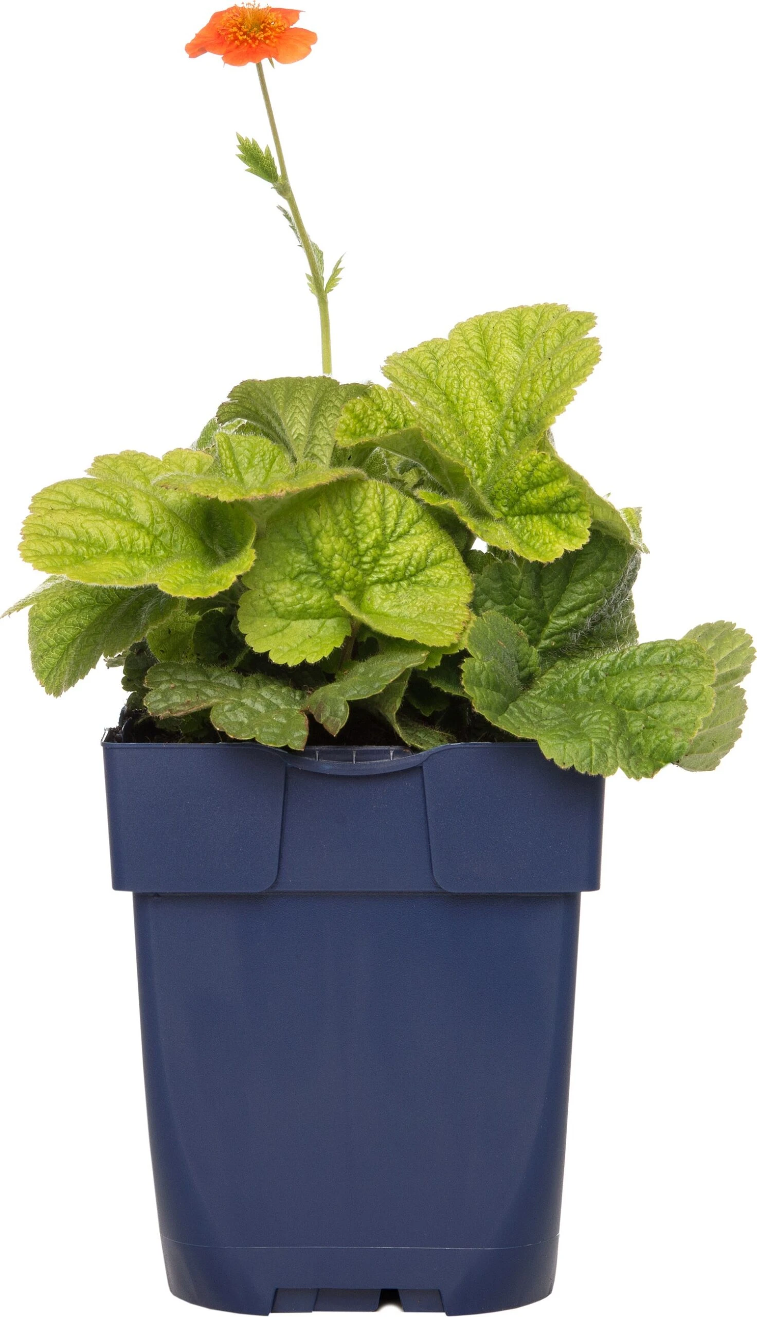 Nagelkruid (Geum Coccineum 'Borisii') D 11 H 10 Cm 3 Nagelkruid (Geum Coccineum 'Borisii') D 11 H 10 Cm