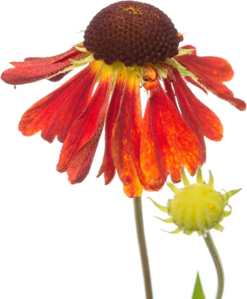Zonnekruid (Helenium 'Moerheim Beauty') D 11 H 10 Cm 7 Zonnekruid (Helenium 'Moerheim Beauty') D 11 H 10 Cm -Tuinplanten Winkel 8713469389488 2 1