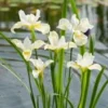 Siberische Lis (Iris Sibirica 'Snow Queen') D H 20 Cm -Tuinplanten Winkel 8713469478670
