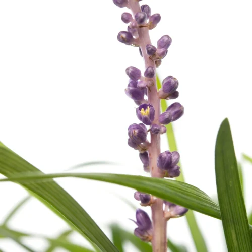 Leliegras (Liriope Muscari 'Ingwersen') D 11 H 10 Cm -Tuinplanten Winkel 8713469546706 3