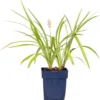 Leliegras (Liriope Muscari 'Monroe White) D 11 H 10 Cm 1 Leliegras (Liriope Muscari 'Monroe White) D 11 H 10 Cm -Tuinplanten Winkel 8713469546829 1