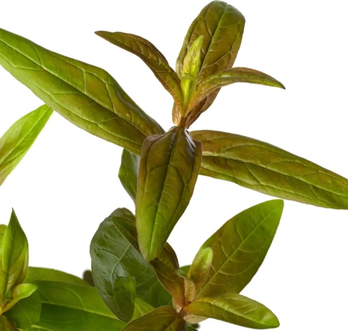 Grote Kattenstaart (Lythrum Salicaria) D 11 H 15 Cm -Tuinplanten Winkel 8713469554459 2