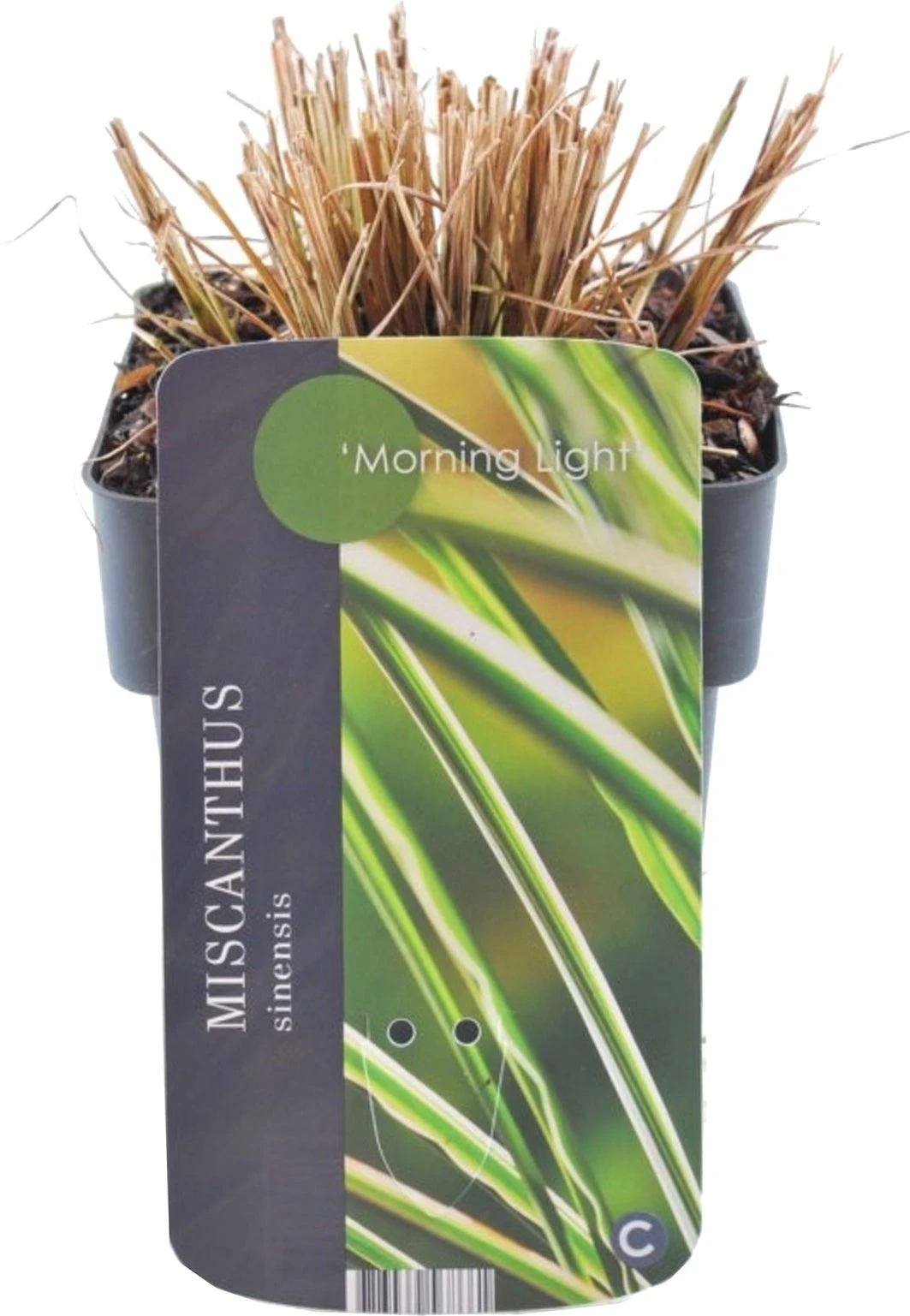 Chinees Riet (Miscanthus Sinensis 'Morning Light') D 17 H 10 Cm 3 Chinees Riet (Miscanthus Sinensis 'Morning Light') D 17 H 10 Cm