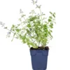 Kattenkruid (Nepeta Faasenii 'Six Hills Giant') D 11 H 40 Cm 1 Kattenkruid (Nepeta Faasenii 'Six Hills Giant') D 11 H 40 Cm -Tuinplanten Winkel 8713469578264