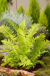 Struisvaren (Matteuccia Struthiopteris) D 11 H 10 Cm