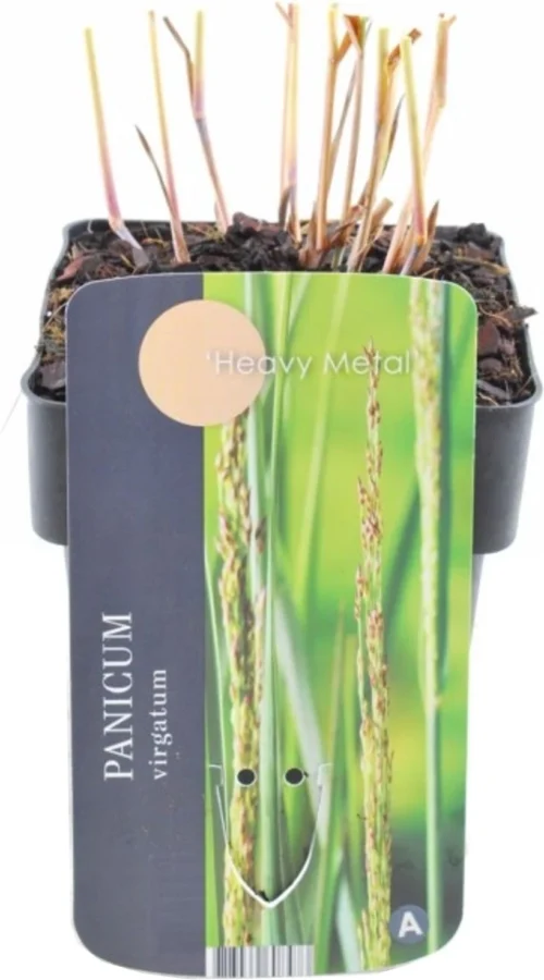 Vingergras (Panicum Virgatum 'Heavy Metal') D 17 H 10 Cm