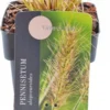 Lampenpoetsersgras (Pennisetum Alopecuroides 'Little Bunny') D 17 H 10 Cm -Tuinplanten Winkel 8713469616843