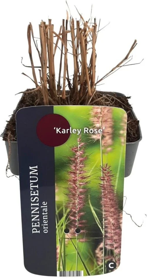 Lampenpoetsersgras (Pennisetum Orientalis 'Karley Rose') D 17 H 10 Cm