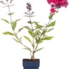 Vlambloem (Phlox 'Starfire') D 11 H 10 Cm -Tuinplanten Winkel 8713469639613 2 1