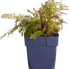 Zachte Naaldvaren (Polystichum Setiferum 'Herrenhausen') D 11 H 80 Cm -Tuinplanten Winkel 8713469659161