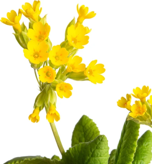 Gulden Sleutelbloem (Primula Veris) D 11 H 10 Cm -Tuinplanten Winkel 8713469671545 2