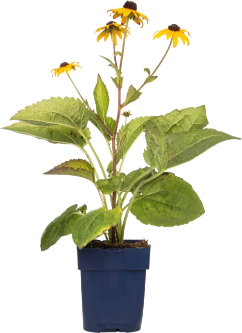 Zonnehoed (Rudbeckia Fulgida 'Goldsturm') D 11 H 70 Cm