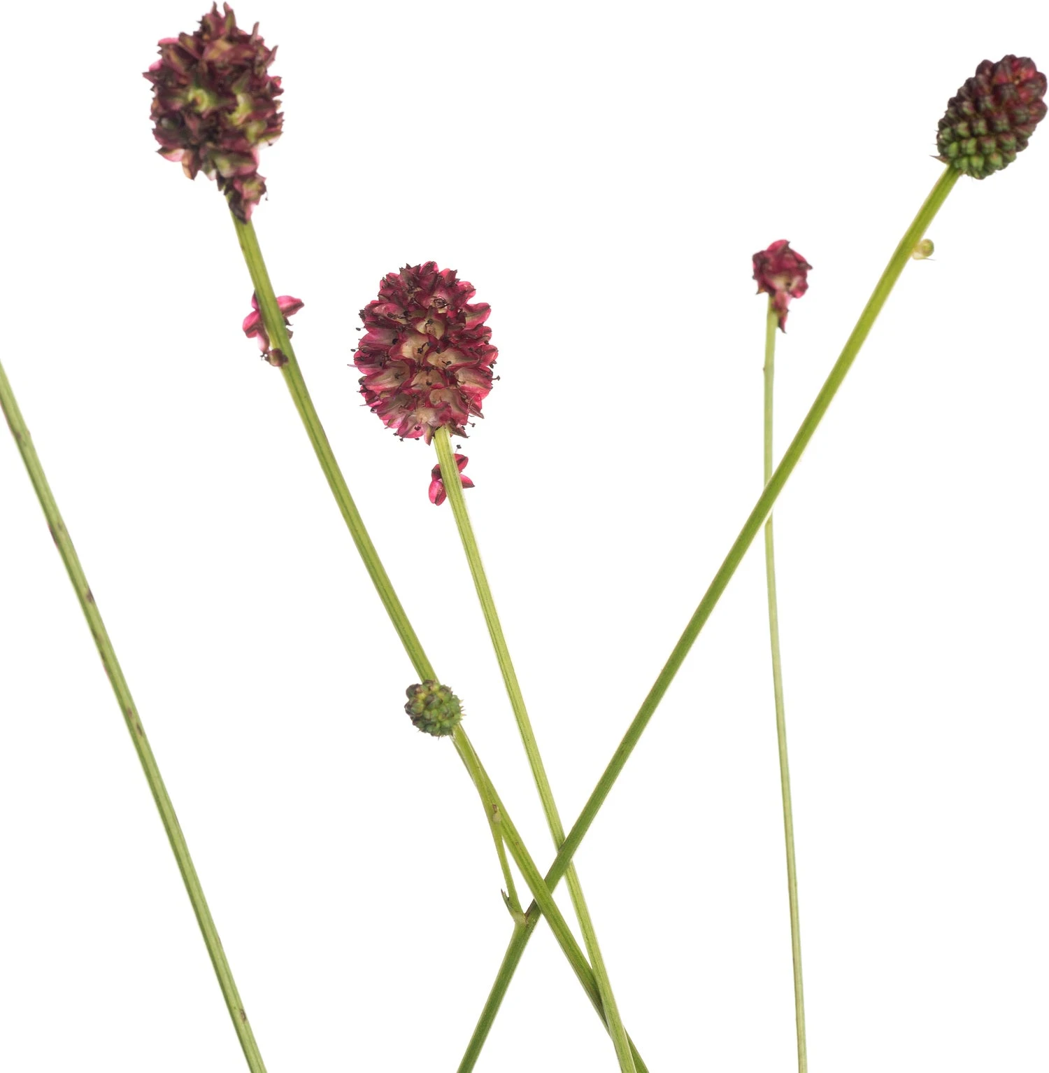 Pimpernel (Sanguisorba Officinalis 'Tanna') D 11 H 10 Cm 4 Pimpernel (Sanguisorba Officinalis 'Tanna') D 11 H 10 Cm - Afbeelding 2