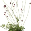 Pimpernel (Sanguisorba Officinalis 'Tanna') D 11 H 10 Cm 1 Pimpernel (Sanguisorba Officinalis 'Tanna') D 11 H 10 Cm -Tuinplanten Winkel 8713469690980 3 1 scaled