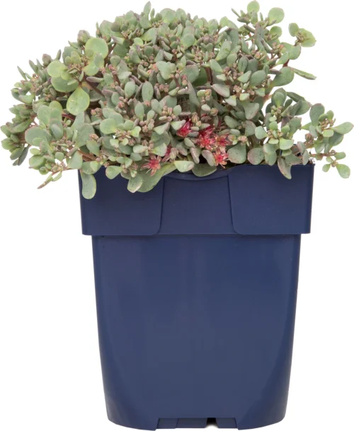 Vetkruid (Sedum Cauticola 'Lidakense') D 11 H 10 Cm