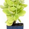 Hemelsleutel (Sedum Spectabile 'Stardust') D 11 H 40 Cm 2 Hemelsleutel (Sedum Spectabile 'Stardust') D 11 H 40 Cm -Tuinplanten Winkel 8713469741392