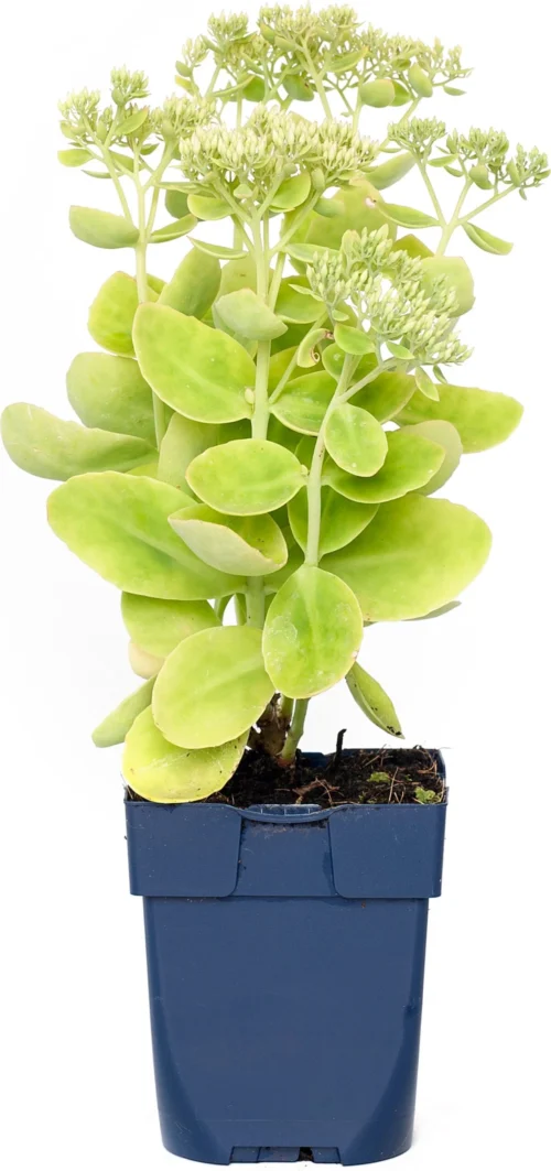 Hemelsleutel (Sedum Spectabile 'Stardust') D 11 H 40 Cm