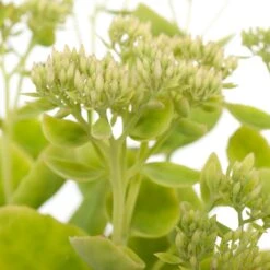 Hemelsleutel (Sedum Spectabile 'Stardust') D 11 H 40 Cm 5 Hemelsleutel (Sedum Spectabile 'Stardust') D 11 H 40 Cm -Tuinplanten Winkel 8713469741392 1 1