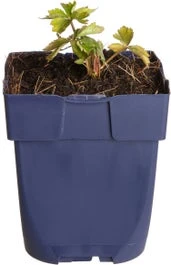 Kogelbloem (Trollius 'Orange Princess') D 11 H 70 Cm