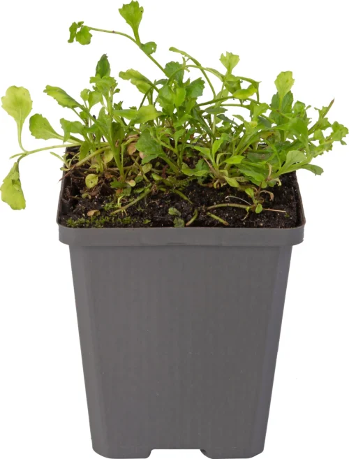 Mazus (Mazus Reptans 'Blue') D 9 H 20 Cm 5 Mazus (Mazus Reptans 'Blue') D 9 H 20 Cm -Tuinplanten Winkel 8713469809788 1 1