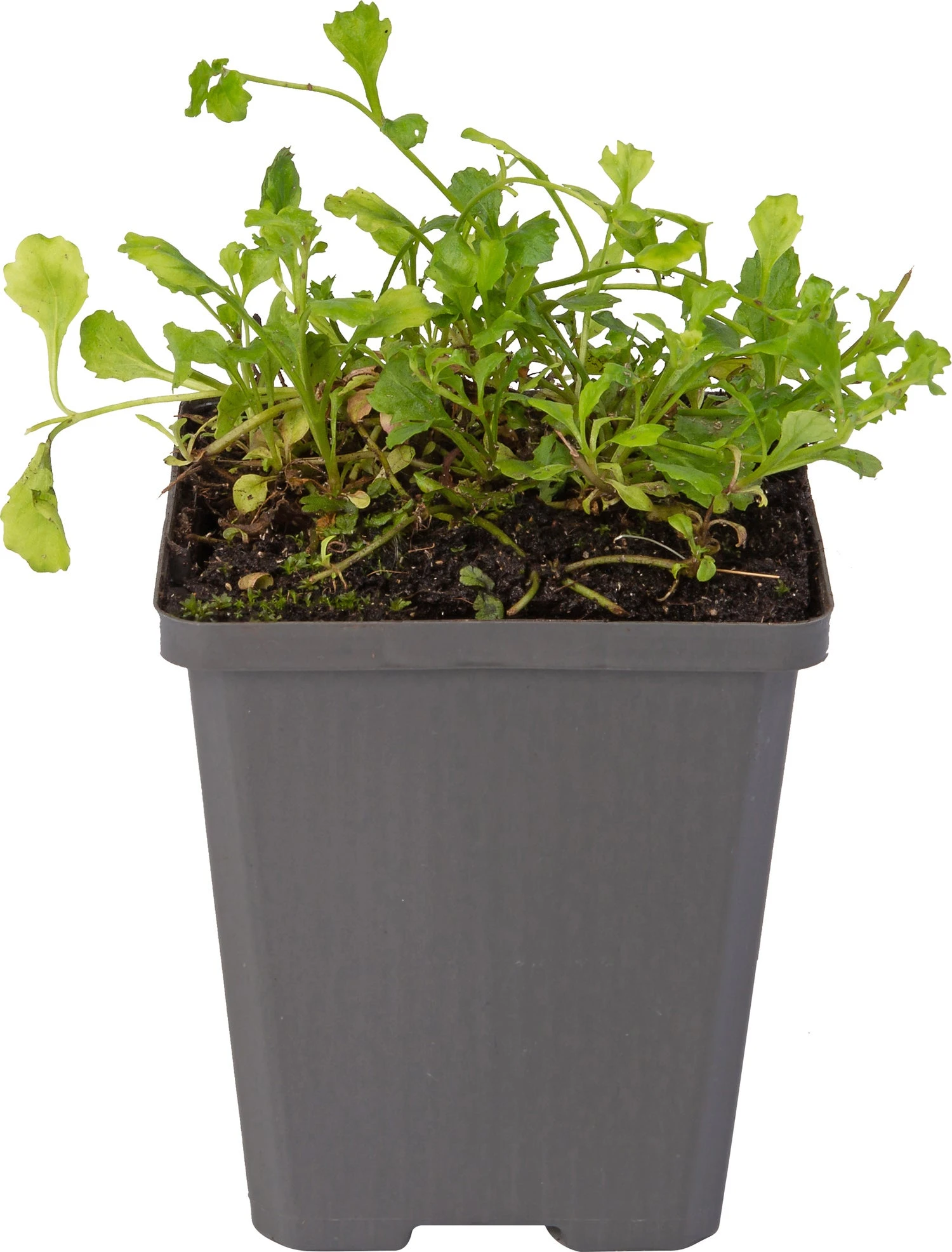 Mazus (Mazus Reptans 'Blue') D 9 H 20 Cm 4 Mazus (Mazus Reptans 'Blue') D 9 H 20 Cm - Afbeelding 2