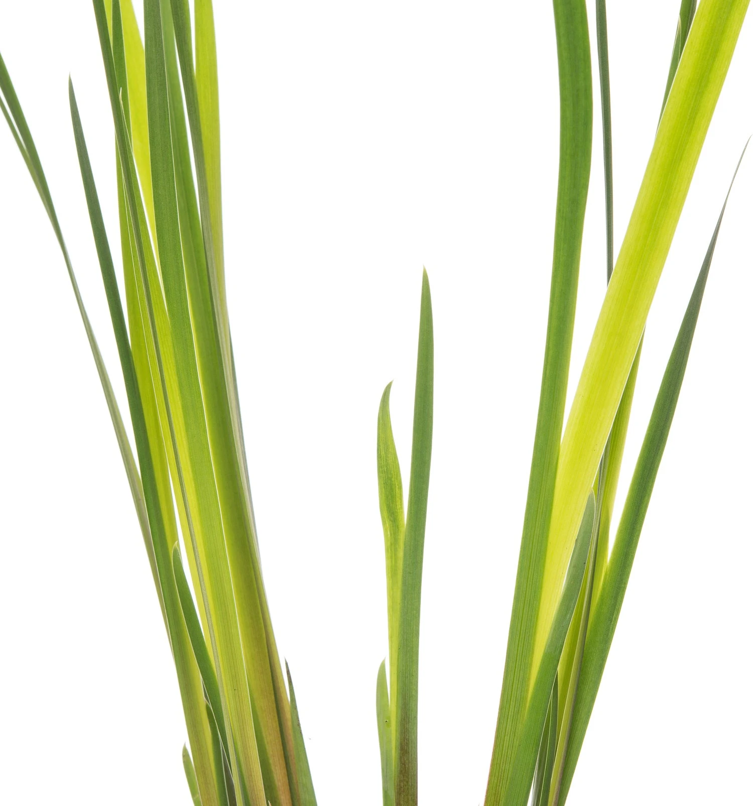 Lis (Iris Setosa) D 9 H 20 Cm 4 Lis (Iris Setosa) D 9 H 20 Cm - Afbeelding 2