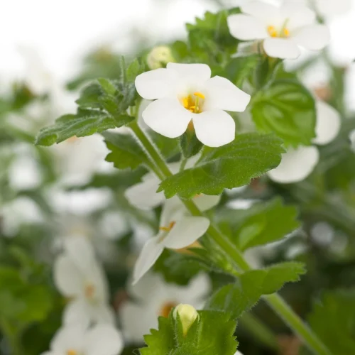 Tapijtbloem (Sutera Cordata) D 17 H 25 Cm -Tuinplanten Winkel 8713626124921 1 1