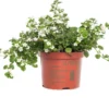 Tapijtbloem (Sutera Cordata) D 17 H 25 Cm -Tuinplanten Winkel 8713626124921 2