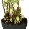 Kerstroos (Helleborus Niger 'Verboom Beauty') D 10,5 H 15 Cm