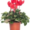 Cyclaam (Cyclamen) Grootbloemig Rood D 13 Cm 2 Cyclaam (Cyclamen) Grootbloemig Rood D 13 Cm -Tuinplanten Winkel 8717191000451 3