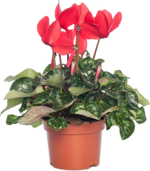 Cyclaam (Cyclamen) Grootbloemig Rood D 13 Cm