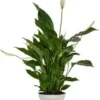 Lepelplant (Spathiphyllum 'Strauss') D 13 H 50 Cm -Tuinplanten Winkel 8717191001441