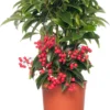 Ardisia (Ardisia Crenata 'Bos Premium') D 14 H 40 Cm -Tuinplanten Winkel 8717191038096 2