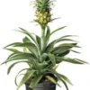 Ananasplant (Bromelia Ananas 'Mi Amigo') D 12 H 40 Cm 1 Ananasplant (Bromelia Ananas 'Mi Amigo') D 12 H 40 Cm -Tuinplanten Winkel 8717191038201 2