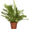 Dubbelloof (Blechnum) D 17 H 50 Cm 1 Dubbelloof (Blechnum) D 17 H 50 Cm -Tuinplanten Winkel 8717191038287