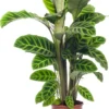 Calathea (Calathea Zebrina) D 19 H 75 Cm 2 Calathea (Calathea Zebrina) D 19 H 75 Cm -Tuinplanten Winkel 8717191039277