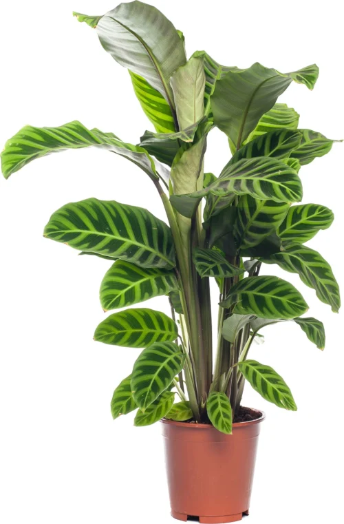 Calathea (Calathea Zebrina) D 19 H 75 Cm