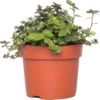 Schildpadplant (Callisia Repens) D 12 H 15 Cm 2 Schildpadplant (Callisia Repens) D 12 H 15 Cm -Tuinplanten Winkel 8717191039543 0