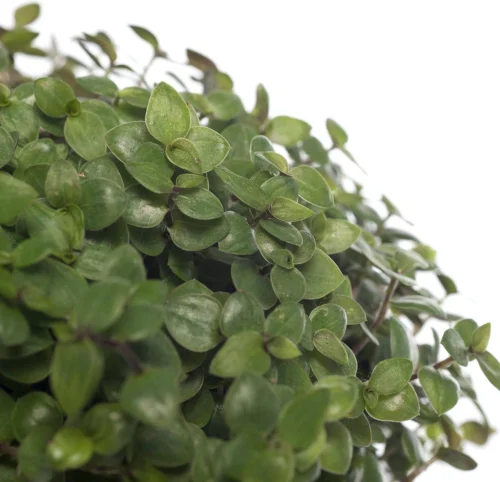 Schildpadplant (Callisia Repens) D 12 H 15 Cm 5 Schildpadplant (Callisia Repens) D 12 H 15 Cm -Tuinplanten Winkel 8717191039543 2