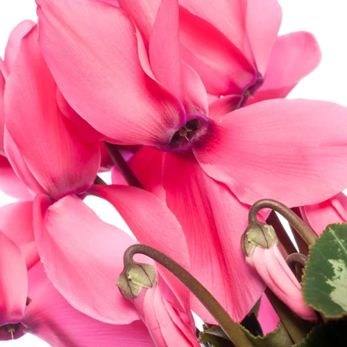 Cyclaam (Grootbloemige Cyclamen) D 13 H 30 Cm -Tuinplanten Winkel 8717191044813 1 1