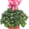 Cyclaam (Grootbloemige Cyclamen) D 13 H 30 Cm 1 Cyclaam (Grootbloemige Cyclamen) D 13 H 30 Cm -Tuinplanten Winkel 8717191044813 3 1
