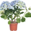 Hortensia (Hydrangea Macrophylla) Blauw D 10 H 20 Cm -Tuinplanten Winkel 8717191059466 1