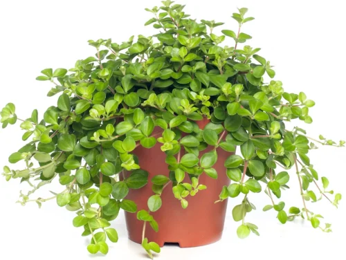 Peperomia (Peperomia Rotundifolia) D 15 H 25 Cm